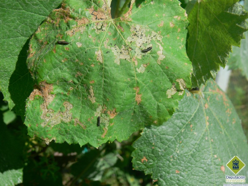 Larvas de Altica quercetorum en folla de viña